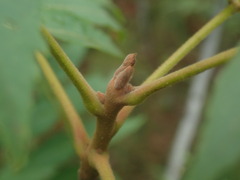 Juglans major