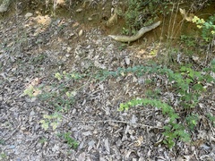 Lespedeza hirta