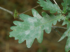 Erysiphe alphitoides