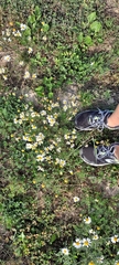 Tripleurospermum inodorum