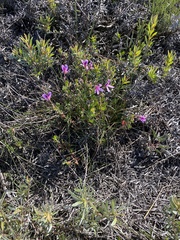Pelargonium betulinum