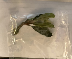 Bucephalandra