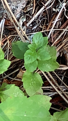 Clinopodium douglasii