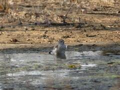Accipiter badius