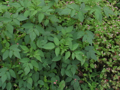 Bidens
