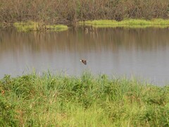Actophilornis africanus