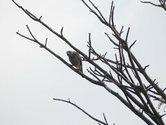 Kaupifalco monogrammicus