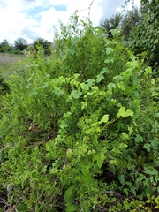 Melilotus officinalis