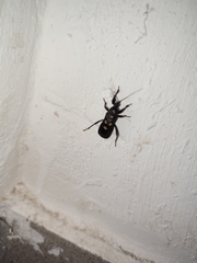 Ectomocoris caucasicus