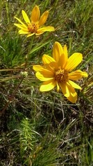 Helianthus occidentalis