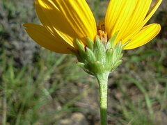Helianthus occidentalis