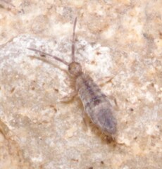Entomobrya
