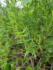 Melilotus officinalis