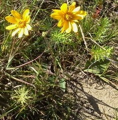 Helianthus occidentalis