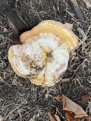 Ganoderma curtisii