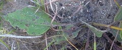 Helianthus occidentalis