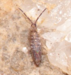 Entomobrya