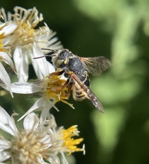 Anthidium oblongatum