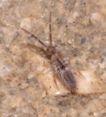 Entomobrya