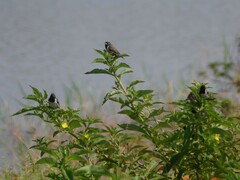 Spermestes cucullata