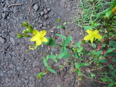 Hypericum undulatum