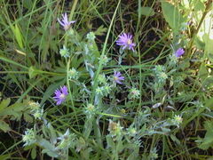 Symphyotrichum sericeum