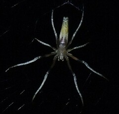 Cyphalonotus