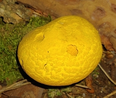 Boletus aurantiosplendens