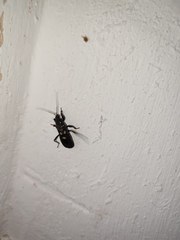 Ectomocoris caucasicus