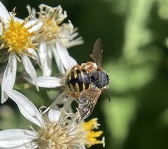 Anthidium oblongatum