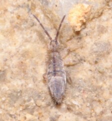Entomobrya