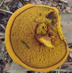 Boletus aurantiosplendens