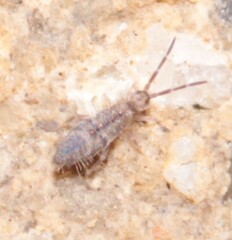 Entomobrya