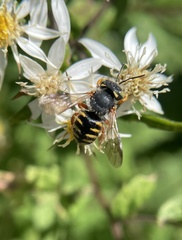 Anthidium oblongatum