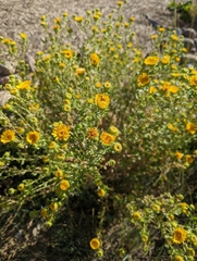 Grindelia squarrosa