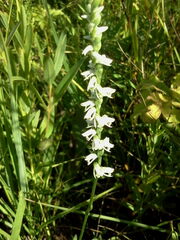 Spiranthes lacera