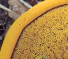 Boletus aurantiosplendens