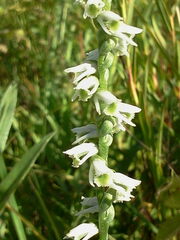 Spiranthes lacera