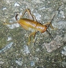 Ocellarnaca
