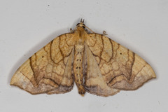 Eulithis diversilineata