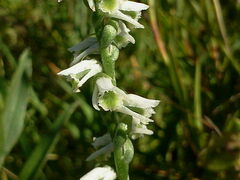 Spiranthes lacera