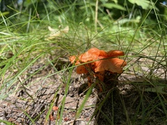 Cantharellus cinnabarinus