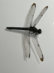 Libellula