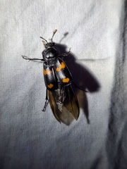 Nicrophorus orbicollis