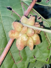 Ampelomyia vitiscoryloides