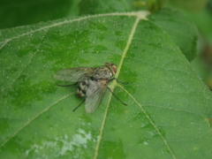 Tachininae