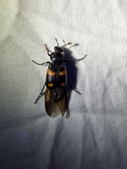 Nicrophorus orbicollis