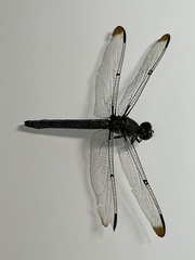 Libellula