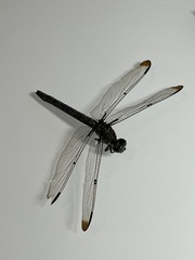 Libellula