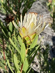 Protea lanceolata